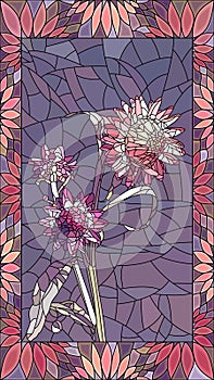 Vector illustration of couple pink helichrysum immortelle.