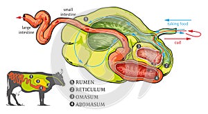 The Cow stomach system