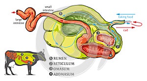 The Cow stomach system photo