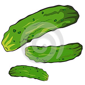 Vector illustration of Cucumber on white background