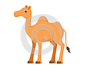 Vector illustration of cute camel cartoon