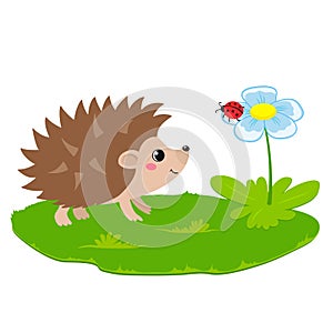 Vector illustration of cute hedgehog and flower with ladybug