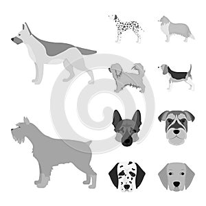 Vector illustration of cute and puppy sign. Collection of cute and animal stock symbol for web.