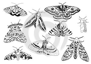 Vector illustration of czech moths