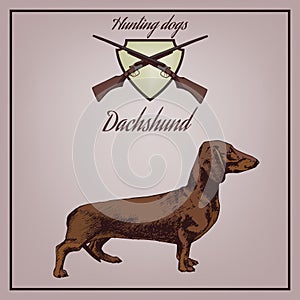 Vector illustration of dachshund and guns