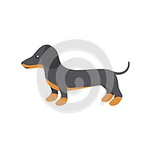 Vector illustration of dachshund for print and web design on a white background eps 10