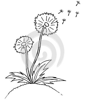 Vector illustration. dandelion. Black outline sket