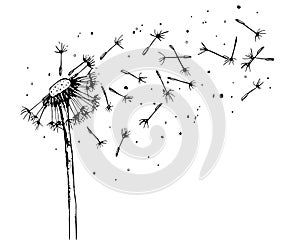 Vector illustration of a dandelion, black silhouette flower