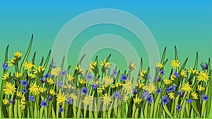 Vector illustration - Dandelion botanical isolated illustration. Plant, flowers, leaves, hand drawn