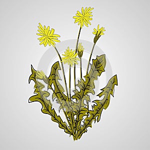 Vector illustration - Dandelion botanical isolated illustration. Plant, flowers, leaves, hand drawn