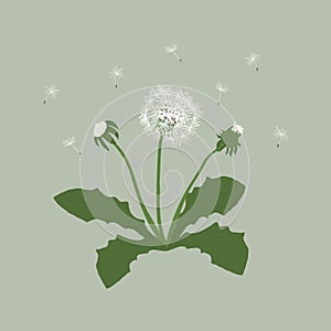 Vector illustration dandelion with leaves flower meadow.
