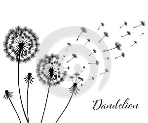 Vector illustration dandelion time. Black Dandelion seeds blowing in the wind. The wind inflates a dandelion isolated in