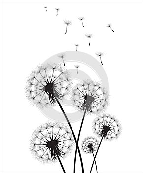 Vector illustration dandelion time. Black Dandelion seeds blowing in the wind. The wind inflates a dandelion isolated on