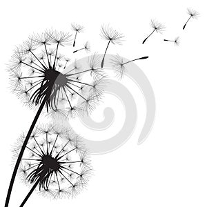 Vector illustration dandelion time. Black Dandelion seeds blowing in the wind. The wind inflates a dandelion isolated on