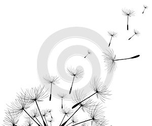 Vector illustration dandelion time. Black Dandelion seeds blowing in the wind. The wind inflates a dandelion isolated on