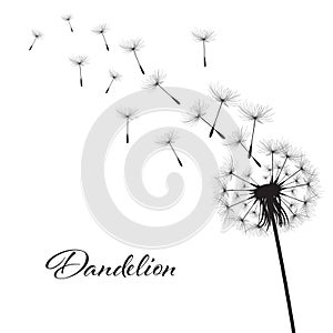 Vector illustration dandelion time. Black Dandelion seeds blowing in the wind. The wind inflates a dandelion isolated on