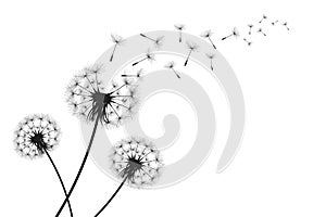 Vector illustration dandelion time. Black Dandelion seeds blowing in the wind. The wind inflates a dandelion isolated on