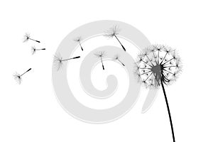 Vector illustration dandelion time. Black Dandelion seeds blowing in the wind. The wind inflates a dandelion isolated on