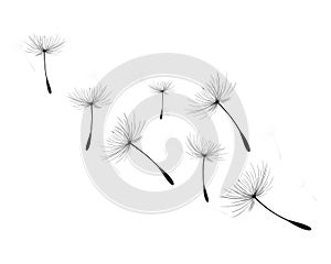 Vector illustration dandelion time. Black Dandelion seeds blowing in the wind. The wind inflates a dandelion isolated on