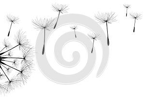 Vector illustration dandelion time. Black Dandelion seeds blowing in the wind. The wind inflates a dandelion isolated on