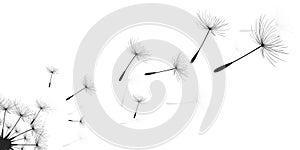 Vector illustration dandelion time. Black Dandelion seeds blowing in the wind. The wind inflates a dandelion isolated on