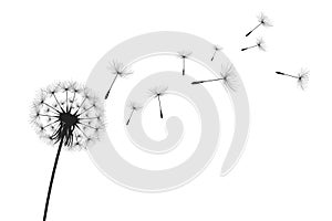 Vector illustration dandelion time. Black Dandelion seeds blowing in the wind. The wind inflates a dandelion isolated on