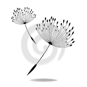 Vector illustration dandelion time. Dandelion seeds blowing in the wind. The wind inflates a dandelion isolated in white