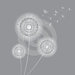 Vector illustration dandelion time. Dandelion seeds blowing in the wind. The wind inflates a dandelion isolated in white