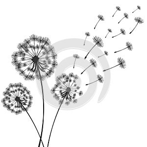 Vector illustration dandelion time. Two dandelions blowing in the wind. The wind inflates a dandelion isolated white