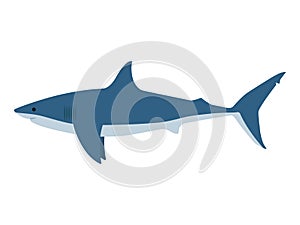 Vector illustration dangerous great white shark