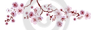 Vector illustration of decorative sakura branch.