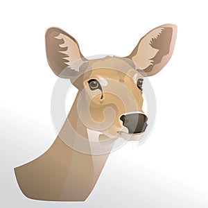 Vector illustration of deer head