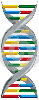 Vector illustration of deoxyribonucleic acid. photo