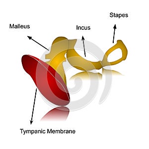 Vector illustration and description of tympanic membrane with bony ossicles. Tympanic membrane or myringa