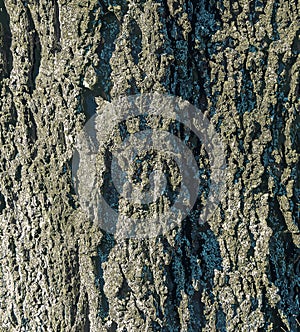 Vector illustration of Detail of bark of hackberry tree - Latin name - Celtis occidentalis photo