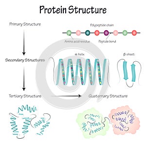 Vector illustration diagram of the different types of protein structures