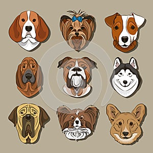 Vector illustration of different dogs breed