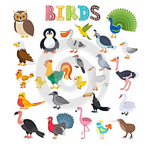 Vector illustration of different kind of birds. Cute cartoon birds