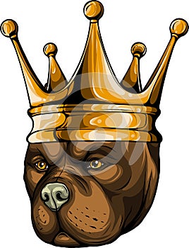 vector illustration of dog pitbull head in the crown