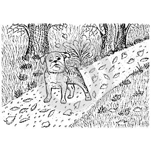 Vector illustration. Dog walking in the Park black and white hand-drawn sketch. Line art