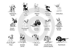 Vector illustration of dogs puppies different breeds