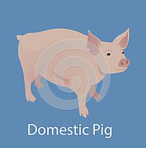 Vector illustration of a domestic Pig with blue background.