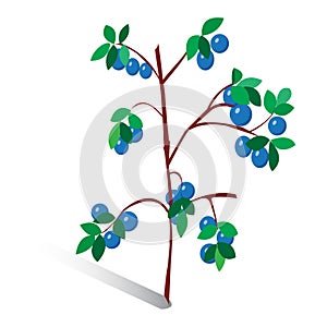 Vector illustration, drawn sprig of blueberries.