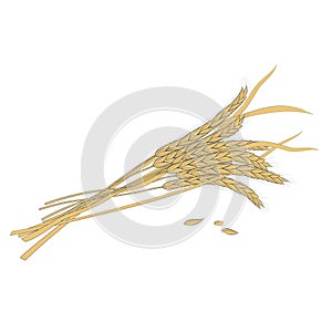 Vector illustration of ears of wheat on a white background.