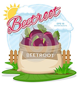Vector illustration of eco products. Ripe Beetroot in burlap sack.