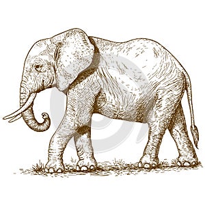 Vector illustration of engraving elephant photo