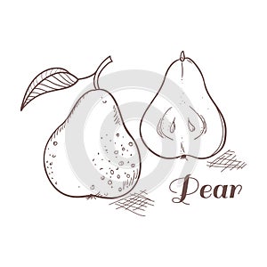 Vector illustration of engraving pear