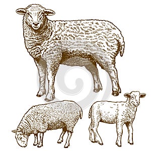 Vector illustration of engraving three sheep
