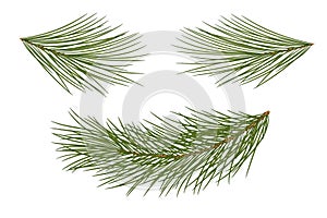 Vector illustration. Eps 10.Set of pine branches for festive dec