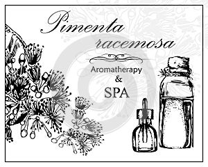 Vector illustration of essential oil of pimenta racemosa